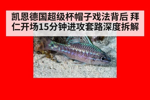 凯恩德国超级杯帽子戏法背后 拜仁开场15分钟进攻套路深度拆解